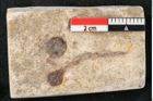 Foto (Detailansicht) von Glyptostrobus europaeus Brongniarti (NHMW-GEO-2024-0188-8073)